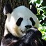 Image result for Panda Si Jia