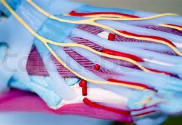 Image result for Medical Foot Anatomy