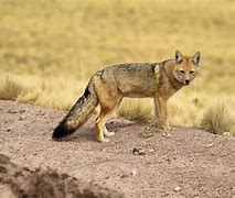 Image result for Desierto Fauna