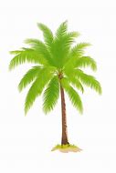 Image result for Palm Tree Africa