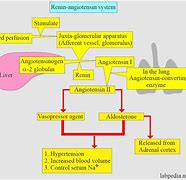 Image result for Pheochromocytoma Renin