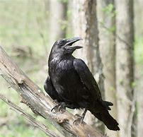 Image result for Photo of a Raven