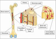 Image result for Open Diagram of Bone