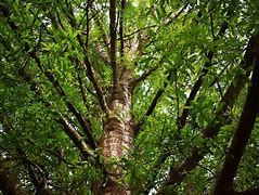 Image result for Willow Oak Tree