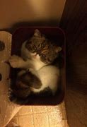 Image result for HSR Trash Cat