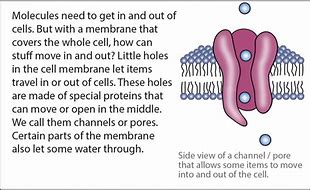 Image result for Parts of a Cell Diving