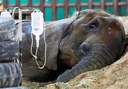 Image result for Kandahar Zoo