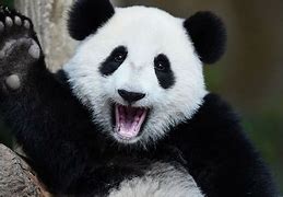 Image result for Happy Panda