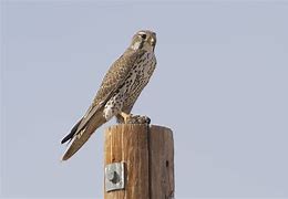 Image result for Prairie Falcon Primary Feather