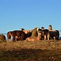 Image result for Llama Pasture