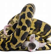 Image result for Snake vs Mouse