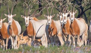 Image result for Scimitar Oryx Face