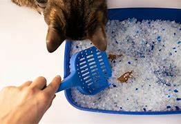 Image result for Worms in Kittens Poop