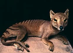 Image result for Thylacine Habitat