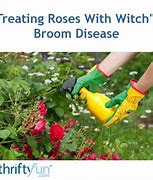 Image result for Witches Broom On Roses Sign of Disease