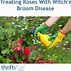 Image result for Witches Broom On Roses Sign of Disease