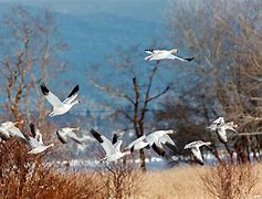 Image result for Arctic Snow Goose