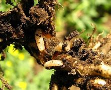 Image result for Maggot Extract