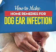 Image result for Treating Dog Ear Infection