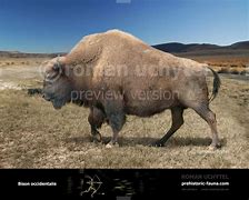 Image result for Bison Occidentalis