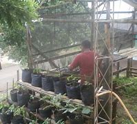 Image result for Pemanfaatan Lahan Pekarangan