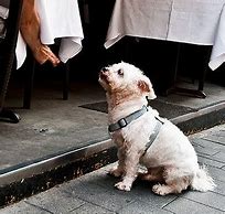 Image result for Dog Food Table