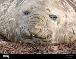 Image result for Elephant Seal Nose