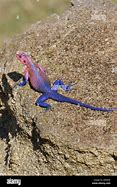 Image result for African Rainbow Lizard