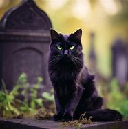 Image result for Green and Black Cat