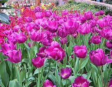 Image result for Springtime Tulips