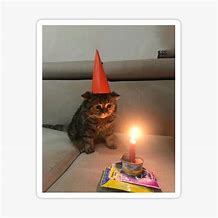 Image result for Sad Cat Birthday PFP