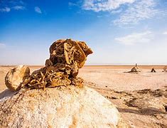 Image result for Chott Al Djarid