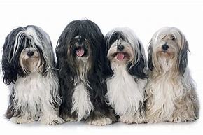 Image result for Tibetan Terrier Dog Breed