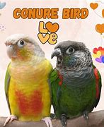 Image result for Conure Bird Pic