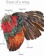 Image result for Chicken Wing Feathers