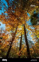 Image result for Smoky Mountains North Carolina