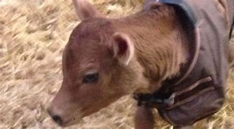 Image result for Christmas Calf