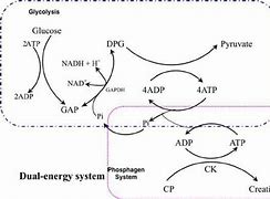 Image result for Creatine Energy System