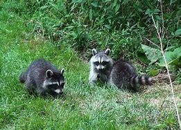 Image result for Raccoon Kits