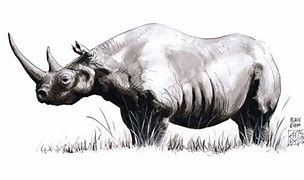 Image result for Black Rhino Stencil