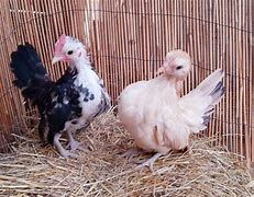 Image result for Serama Chicken Baby