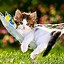 Image result for Cute Spring Cats