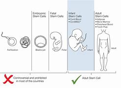 Image result for Unipotent Stem Cells