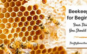 Image result for Beekeeping for Beginners