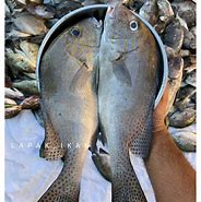 Image result for Ikan Laut Kecik