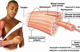 Image result for Micro Tears in Muscle Fiber Under Microscopes