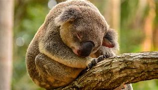 Image result for Koala Sleep