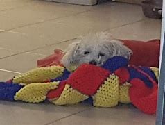 Image result for Tired Dog Images