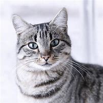 Image result for Tabby Gray Cat Emoji