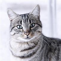 Image result for Munchkin Cat Gray Tabby